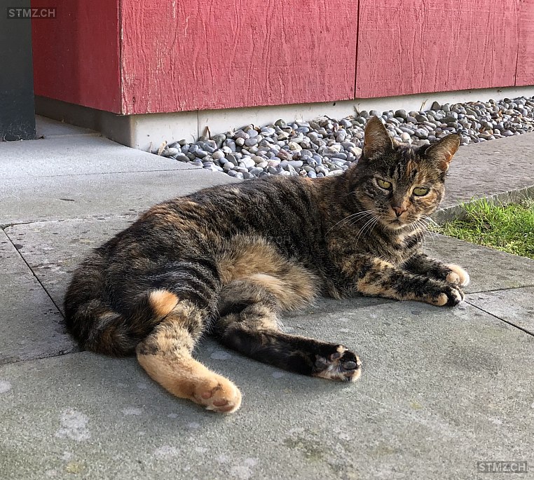 Meldung Nr 197 561 Gefunden Katze In 8125 Zollikerberg