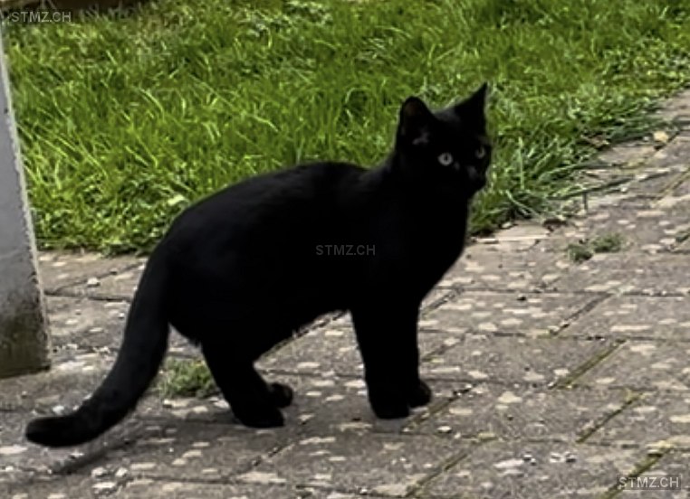 Meldung Nr Vermisst Katze In Gossau Zh