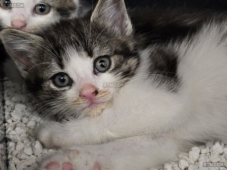 Meldung Nr Gefunden Katze In Stein Am Rhein