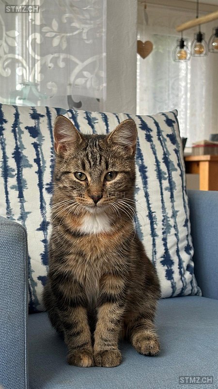 Meldung Nr Vermisst Katze In Widen