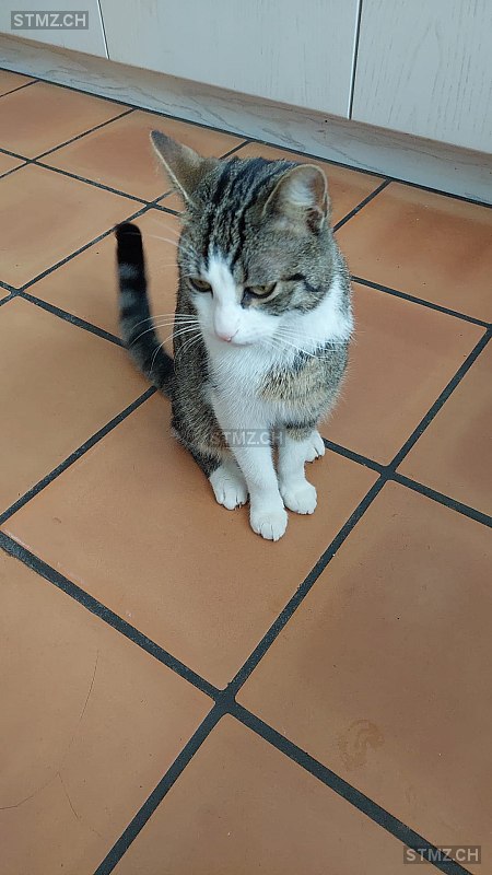 Meldung Nr Vermisst Katze In Waltalingen