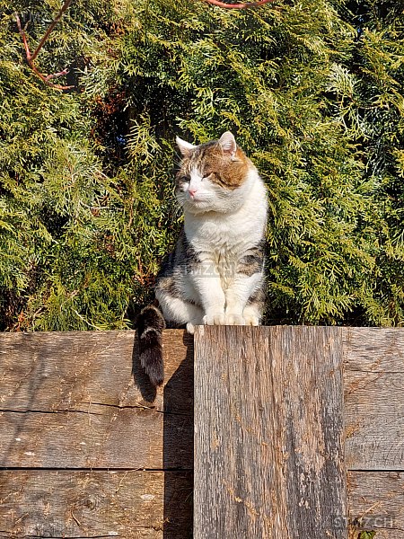 Meldung Nr Vermisst Katze In Rutschwil D Gerlen