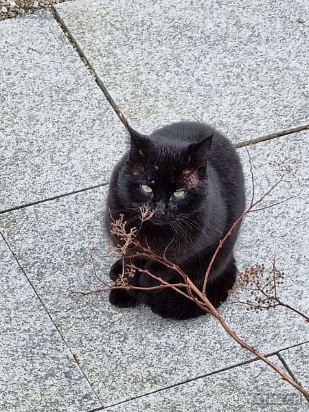 Meldung Nr Gefunden Katze In Horgen