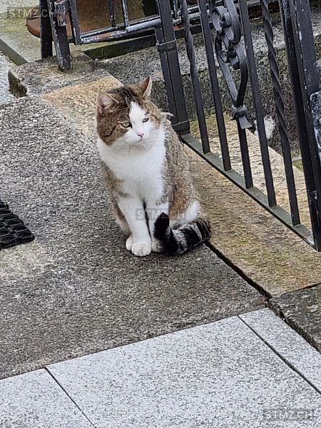 Meldung Nr Gefunden Katze In Horgen