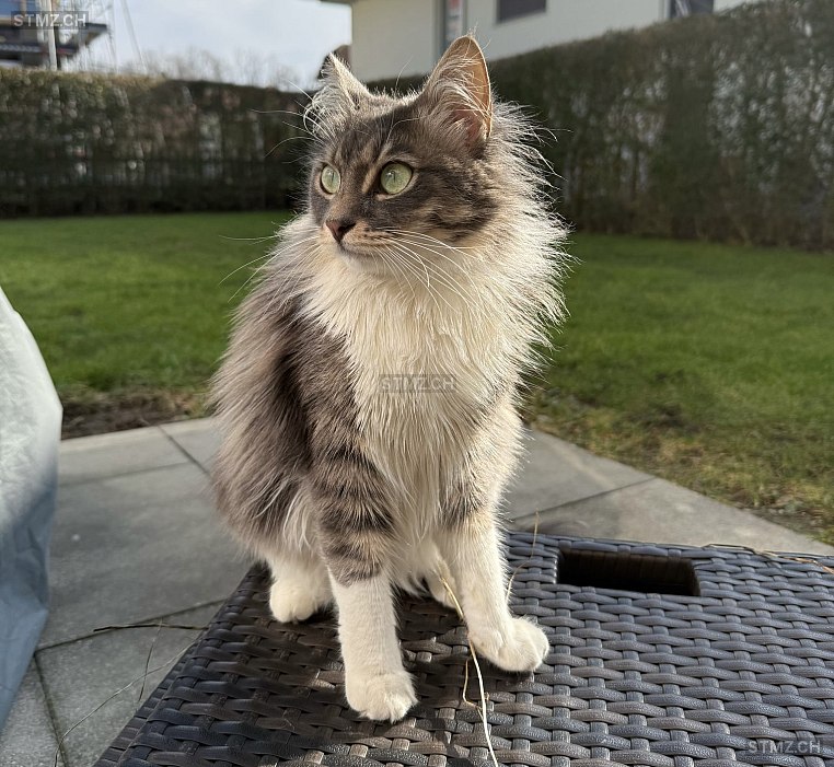 Meldung Nr Vermisst Katze In Niederg Sgen