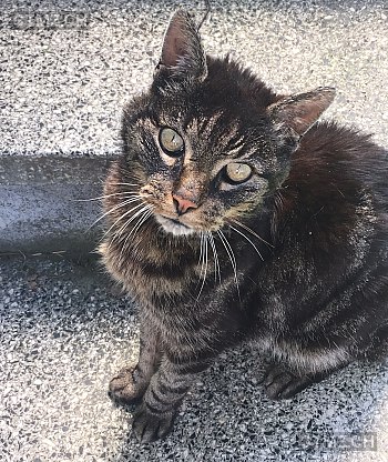 Meldung Nr 150 935 Vermisst Katze In 9404 Rorschacherberg