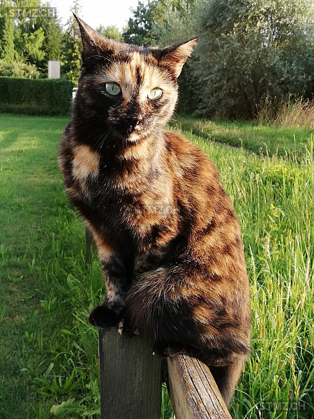 Meldung-Nr. 202'154: Vermisst Katze in 3072 Ostermundigen