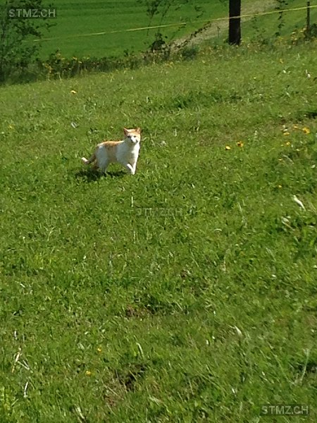 Meldung-Nr. 246'318: Gefunden Katze in 1714 Heitenried